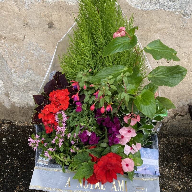 COMPOSITION PLANTES D'EXTERIEUR - DOUCEUR